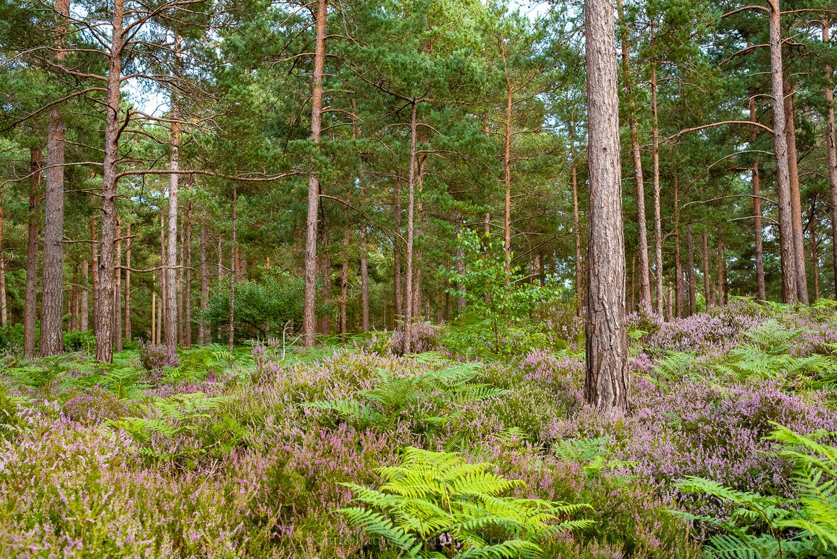 djgwild's tweet image. The heather is coming into flower in the sandy Wealden heaths of the @sdnpa. August can be a quiet month for wildlife but it&apos;s a great time to enjoy the beauty of heathland. #helptheheaths