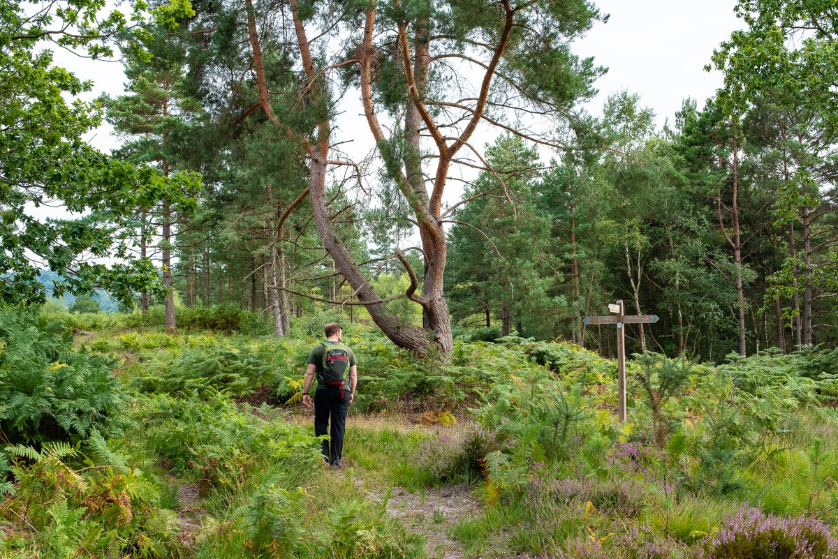 djgwild's tweet image. The heather is coming into flower in the sandy Wealden heaths of the @sdnpa. August can be a quiet month for wildlife but it&apos;s a great time to enjoy the beauty of heathland. #helptheheaths