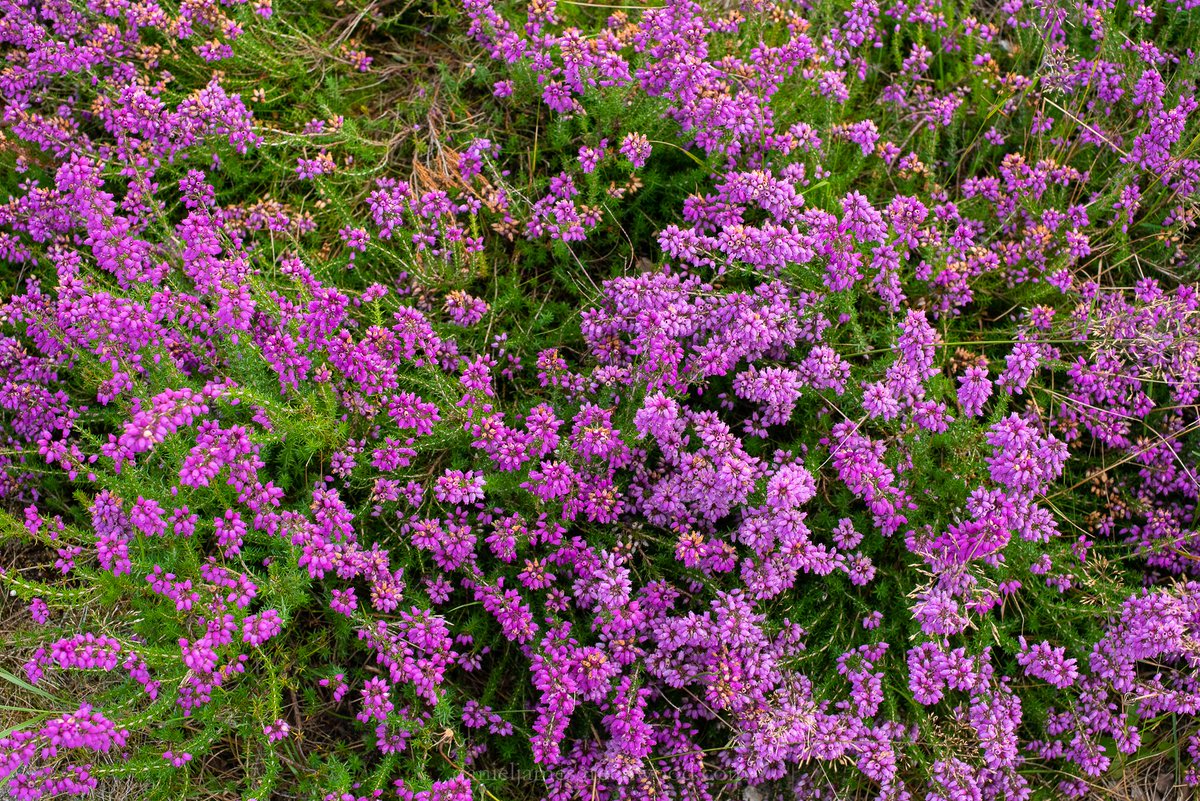 djgwild's tweet image. The heather is coming into flower in the sandy Wealden heaths of the @sdnpa. August can be a quiet month for wildlife but it&apos;s a great time to enjoy the beauty of heathland. #helptheheaths
