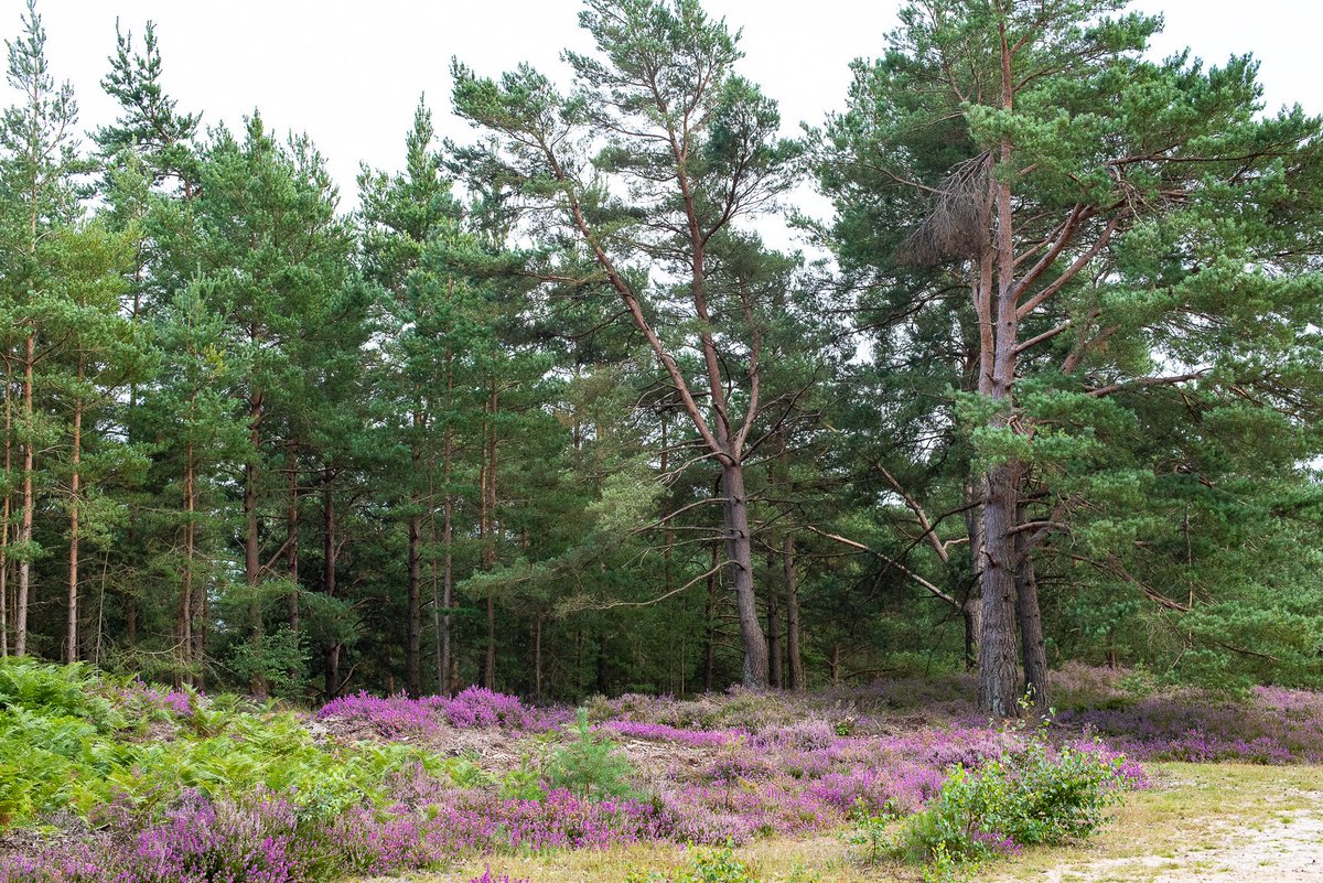 djgwild's tweet image. The heather is coming into flower in the sandy Wealden heaths of the @sdnpa. August can be a quiet month for wildlife but it&apos;s a great time to enjoy the beauty of heathland. #helptheheaths