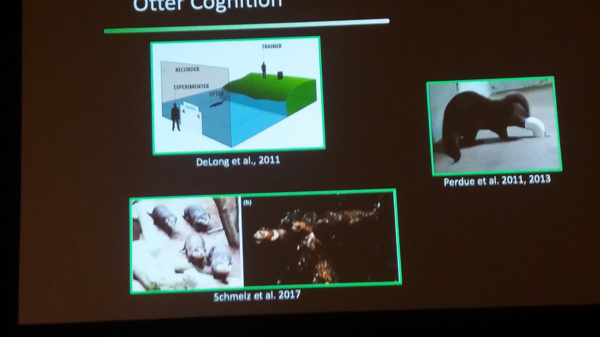 GoatsThatStare's tweet photo. Audrey Parrish talking about otter cognition and tool use #APA2019 https://t.co/olsXxMyt0U