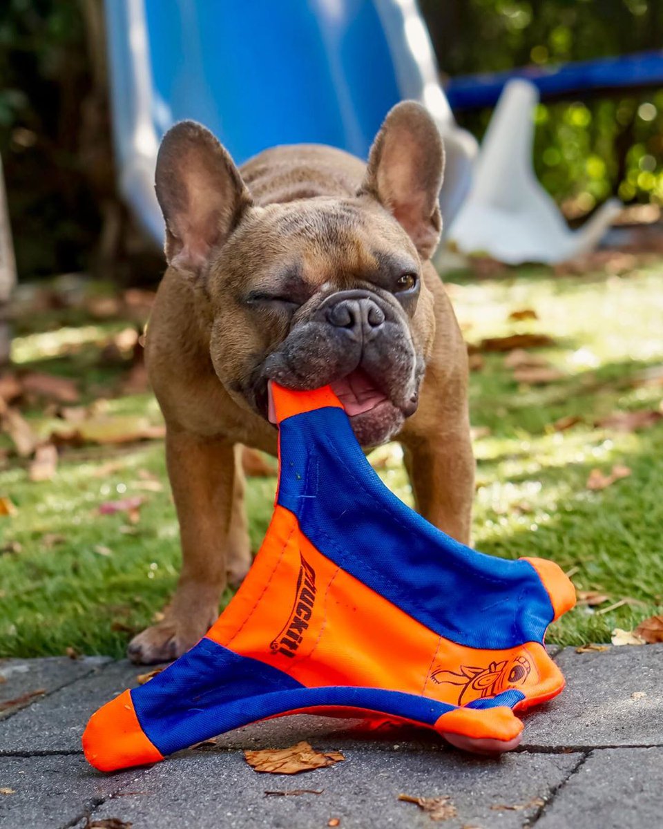 chuckittoys's tweet image. Fetch.  Our second favorite F word... after FOOD! #MakeFetchHappen 📸: @king.lou.the.frenchie