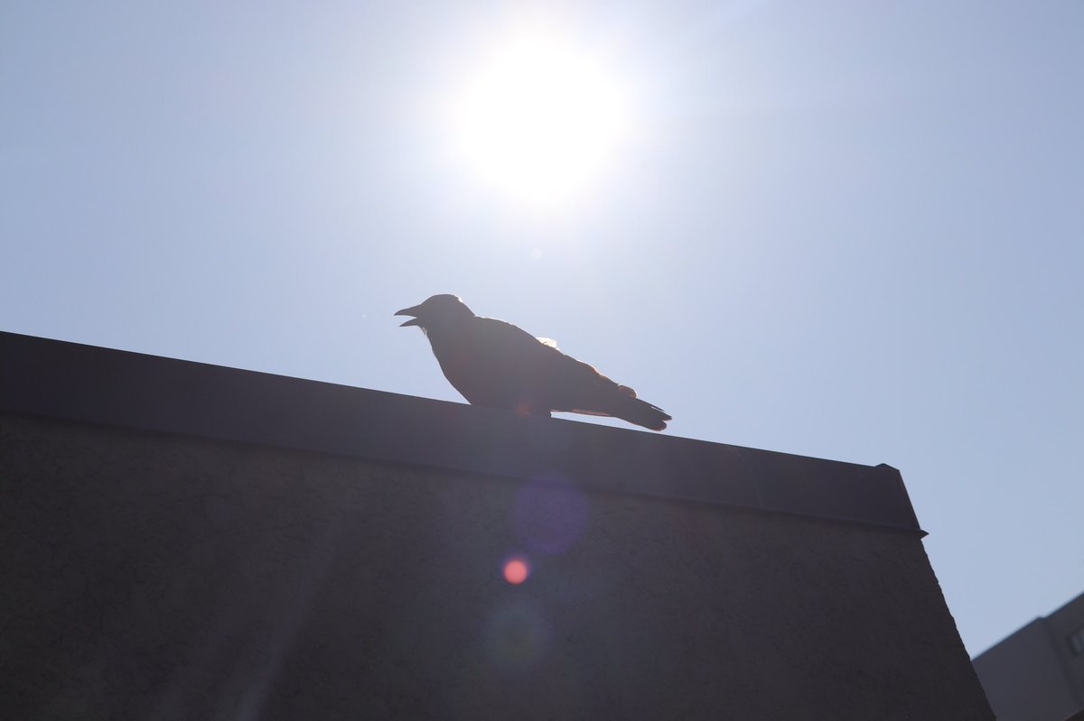 LightlessMonk's tweet image. #fishyworld #crow #atplay