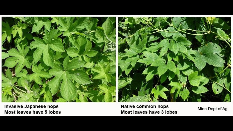 MNagriculture's tweet photo. Invasive vine found in Southeast Minnesota, public asked to help control the weed. Via @news8news https://t.co/EMbiFUv3VR #invasives https://t.co/09STnifYaH