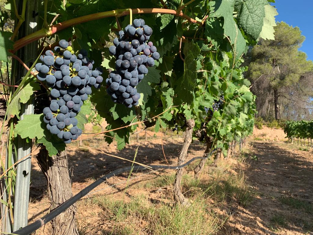 coopviver's tweet photo. Ulle de Llebre/Tempranillo queriendo ser #vino...
#Peroadóndevasmuchacha
#Divinos&Viñas
#LaPieldelaVid https://t.co/tFw5D6gig3