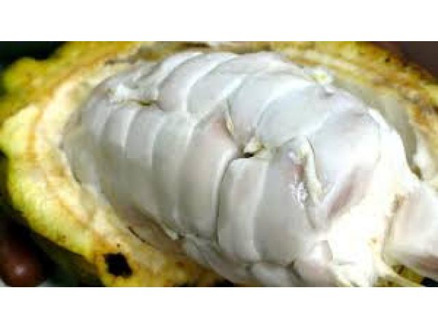 Agribazaarco's tweet photo. cocoa for sale douala
https://t.co/dVUNf2a9Ud https://t.co/qWNjVCZua4