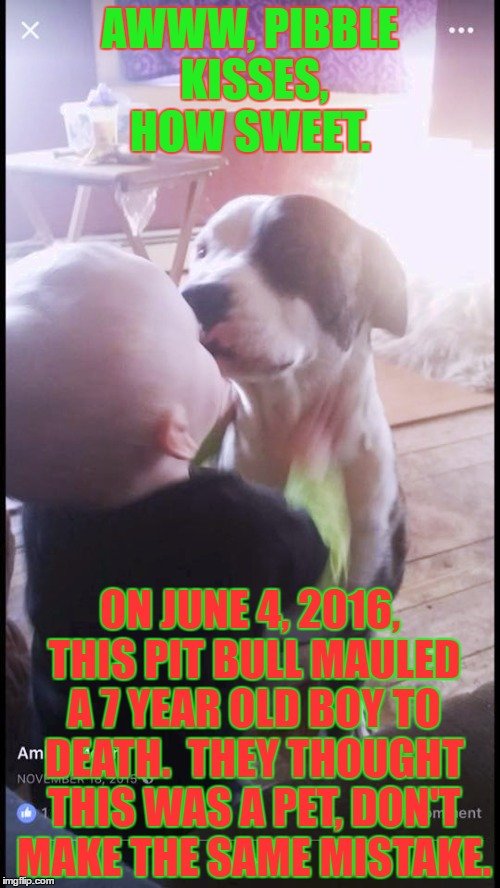 n0kjf's tweet photo. @AndiMac_TIU @ASPCA @Delta Maybe because kids like Hunter Bragg were #lickedtodeath
#GeneticsMatters #BreedMatters #WontBackDown #SpayNeuterPitsToExtinction #PittersHateChildren https://t.co/dO6H8BdXpZ