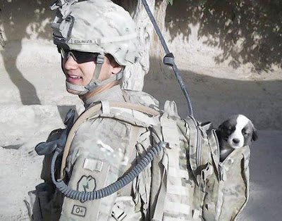 Rimiquen_DSM's tweet photo. 1/2 HÉROS DE GUERRE
Chris Duke adore les animaux depuis tjrs Basé en Afghanistan il s'est pris d'amitié pour trois chiens errants dont il s'occupe, ses amis du bout du monde un moment de paix dans un pays en guerre Mais il n'aurait jamais cru  qu'il leur devrait un jour la vie... https://t.co/wjrGyQcTXX