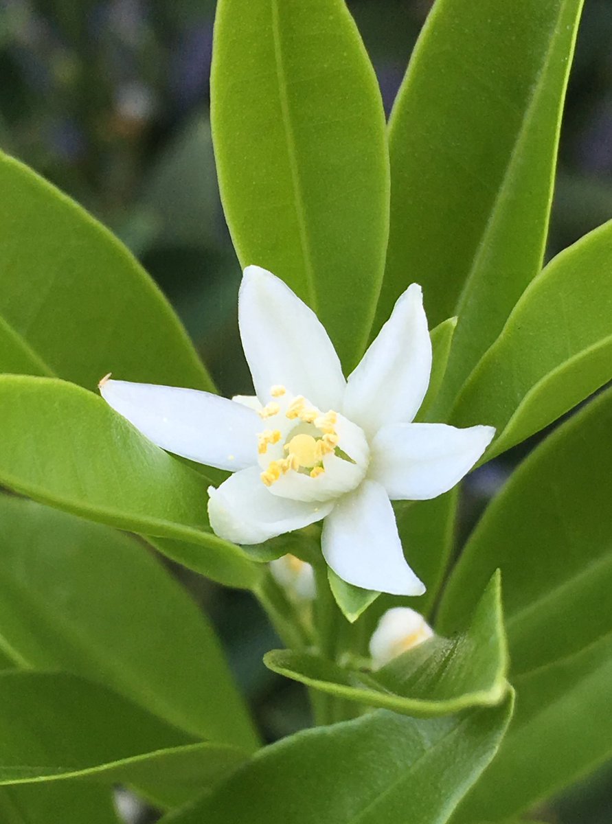 金柑の花