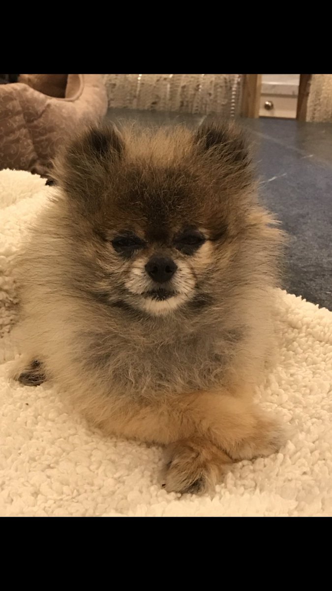 JanieVanHalen's tweet image. Kody says - have a nice, relaxing weekend. #zenmasterkody #extendedweekend #startingearly