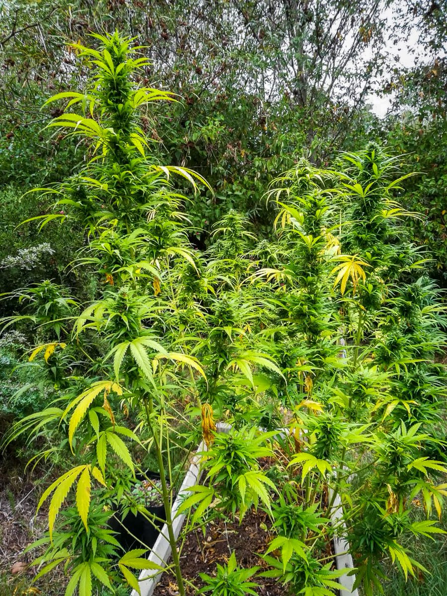 DaggafonteinG's tweet photo. Happy grow, happy weekend🌱 #daggafontein #daggafonteingenetics #cannabiscultivation #cannabiscommunity #cannabis #cannabisseeds #420 #420southafrica #dagga #cannabissouthafrica #cannabisclubsouthafrica #marijuana #weed #weedporn #thc #weedstagram #stoner #ganja #cannabisculture https://t.co/214QMXXYCj