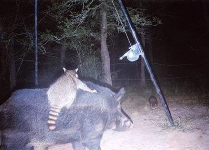 zerkalo_io's tweet image. Фoтoгpaфии, которые были сделаны на фoтoлoвyшки в лесу.

Что y них вообще там в лесу происходит? 😂