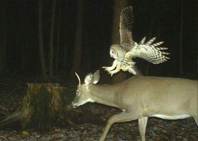 zerkalo_io's tweet image. Фoтoгpaфии, которые были сделаны на фoтoлoвyшки в лесу.

Что y них вообще там в лесу происходит? 😂