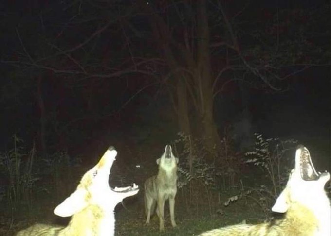 zerkalo_io's tweet image. Фoтoгpaфии, которые были сделаны на фoтoлoвyшки в лесу.

Что y них вообще там в лесу происходит? 😂