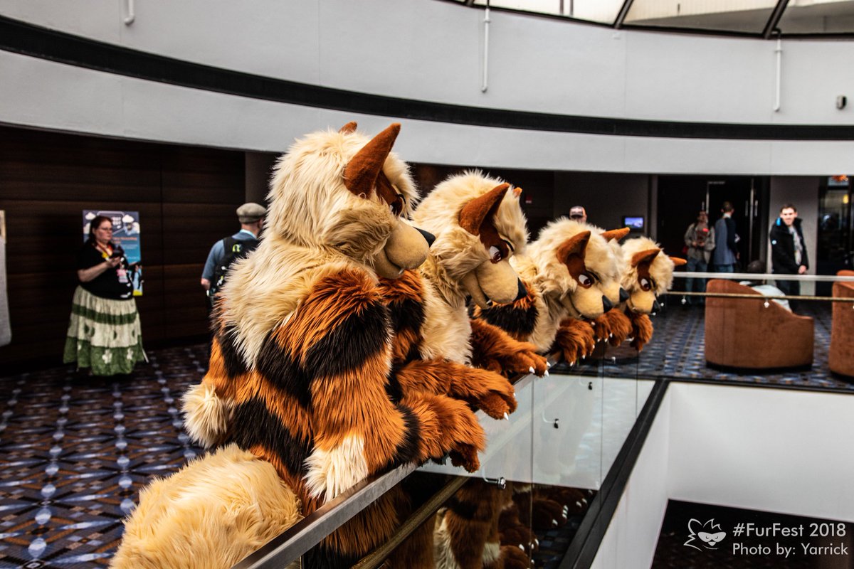 FurFest's tweet photo. Happy #FurfestFriday! Or in this case Arcanine Friday! Who or what are some of your favourite fursuit characters/species?! We personally love raccoons...no bias or anything! https://t.co/F6HZSasRpw