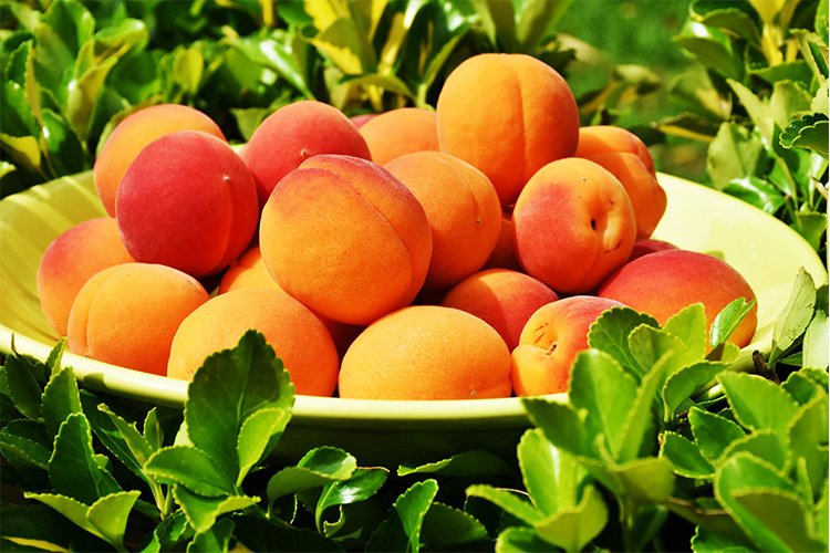 vervesrliving's tweet photo. Living Loving Local at Verve this Month: Peaches!πVisit our blog to learn more about this delicious summer fruit, and check out the recipes that will be served at Verve properties throughout Canada this month: https://t.co/gLNJ7qwoDJ #peachy #verveseniorliving #livinglovinglocal https://t.co/A65Wg263xr