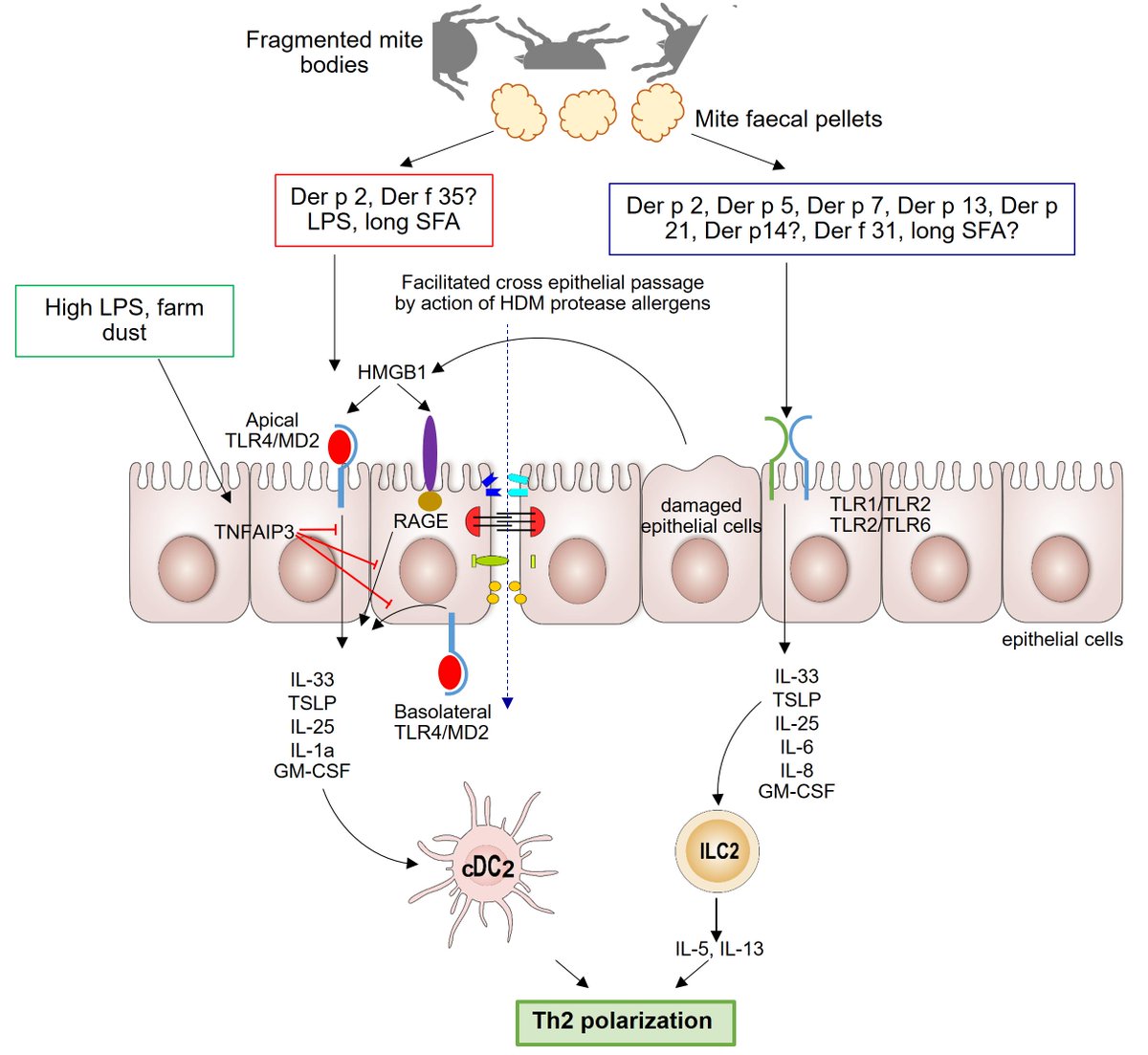 read irradiation damage processes in rpv