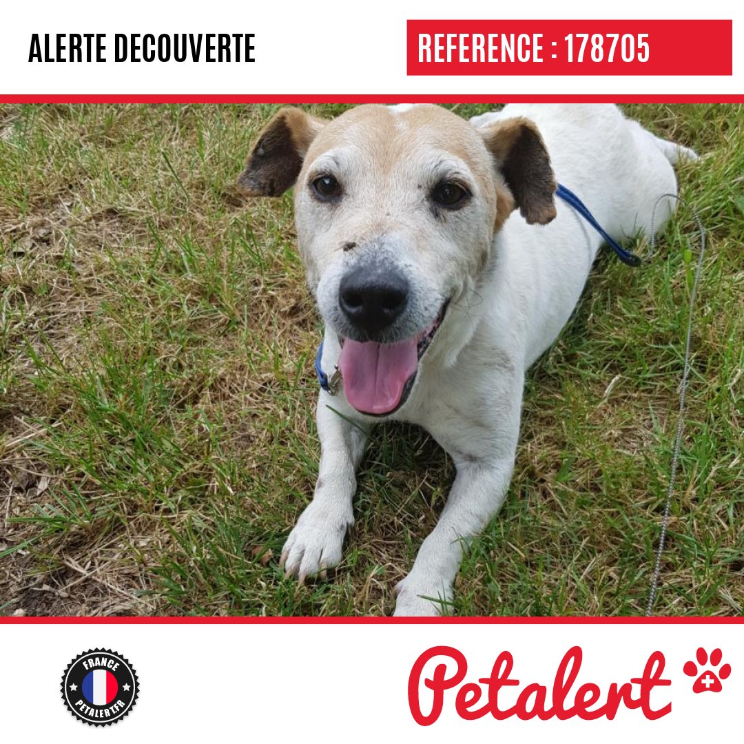 petalert_france's tweet photo. Trouvé #Chien #Vosges #Hadol #Petalert  #PetAlert88 / https://t.co/B5nw8dH3R2 https://t.co/kWBuWRdOBj