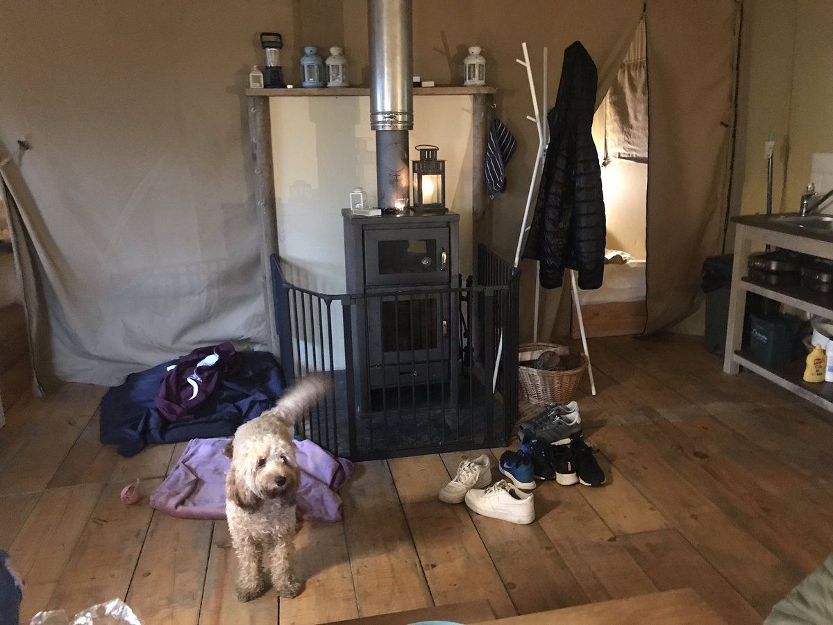 CockapooMaeve's tweet image. Might get use to this glamping!