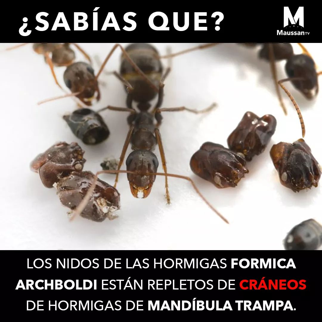 Una hormiga cazadora que colecciona los trofeos de sus víctimas.

#MaussanTV