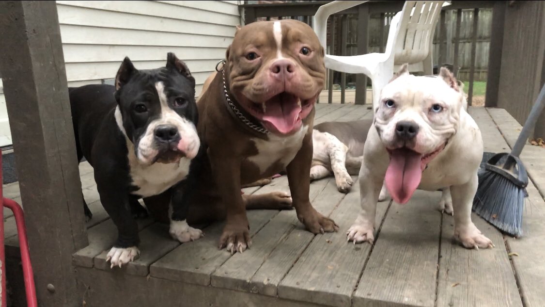 queencitybullys's tweet photo. THIS IS QUEEN CITY BULLYS. WE RUN WE LAUGH WE PLAY BUT AT THE END OF THE DAY WE JUST KICK BACK AND CHILL STARFIRE. REBEL. MISS PIGGY #BULLieveinyourself #bulliesofig #queencitybullys #americanbully #microbully #standardbully https://t.co/TJ0XkIyzju