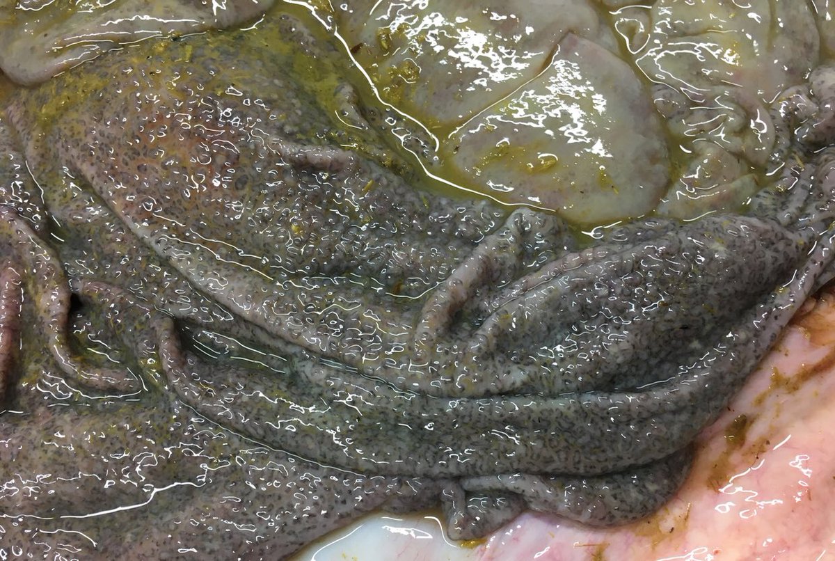 farmpostmortems's tweet photo. Photos of abomasum of (weaned) cattle out at grass - died of parasitic gastroenteritis (PGE) (worms) caused by Ostertagia ostertagi. Weather conditions at present (warm and wet) may be making pastures infective, as suggested by a couple of recent cases. https://t.co/wqUxHlTDL2