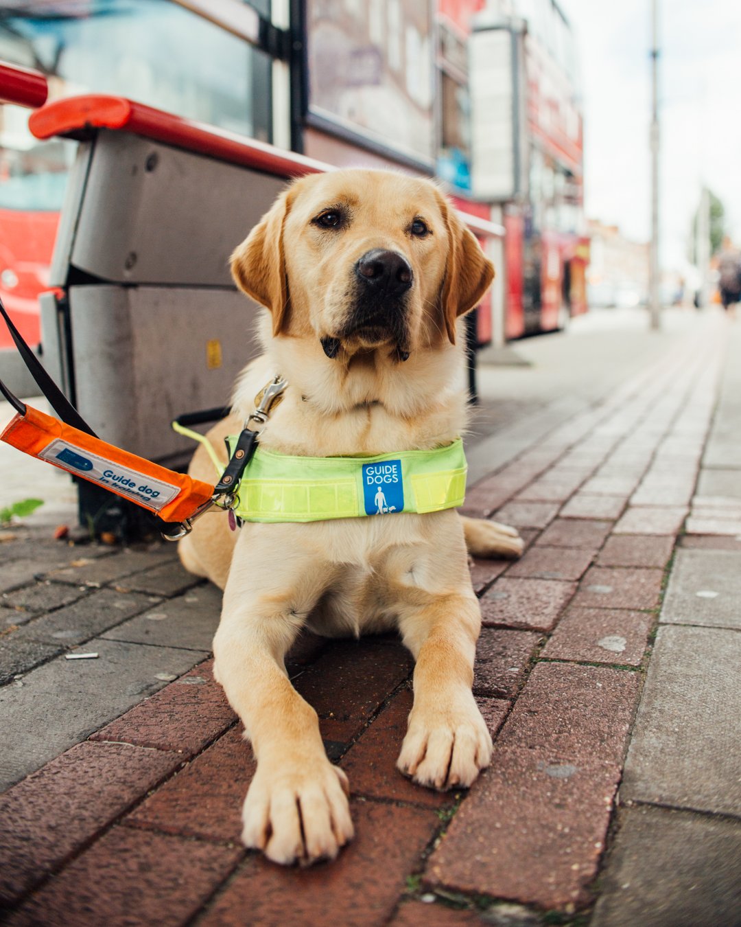 Guide Dogs on X