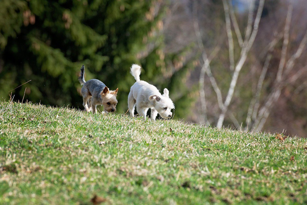 DiscoverPup tweet picture