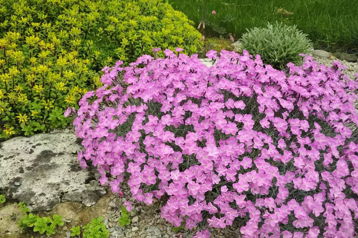ninosday's tweet photo. Rock #gardens are a stylish way to xeriscape your #lawn.  https://t.co/YDoqi6w5IW https://t.co/kQnSXupR84
