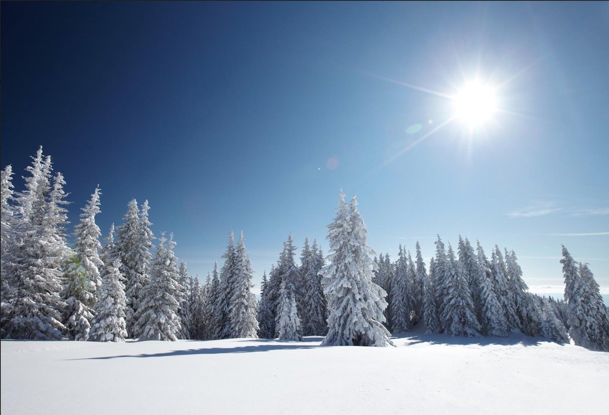 whitbeckweb's tweet photo. Did you know? Nature can withstand the toughest of temperatures. Some pine trees can flourish in as low as -50 degrees Fahrenheit. Scotch Pines and Red Pines are two of these cold weather warriors. How does nature inspire you?
.
.
.
#pinetrees #saveourtrees #resilience #snow https://t.co/fRYs2hOwtZ