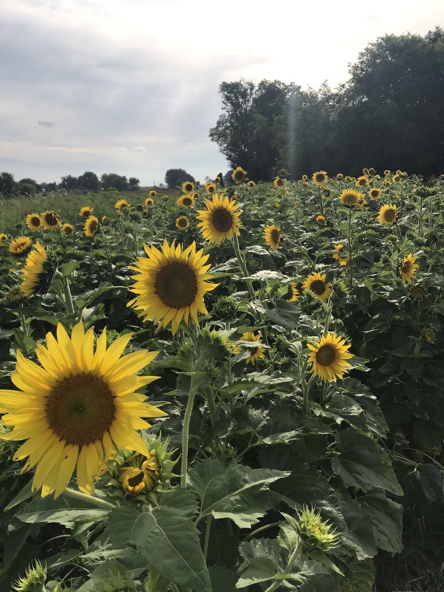 JosFlowerCo1's tweet photo. These sunflowers are fresh out of the field! This is my first all sunflower bouquet I’ve ever done and l LOVE IT! These are also available in regular sizes and large sizes for $8 and $12! https://t.co/pfkgzCmt0o