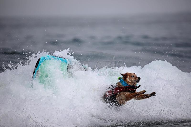 🐾World Dog Surfing Championships
📷 © <a href="/YoshiJames/">Yoshi James</a> / <a href="/SFChronicle/">San Francisco Chronicle</a> / <a href="/PolarisImages/">Polaris Images</a> 
► instagram.com/p/B08wKNlhrvS/