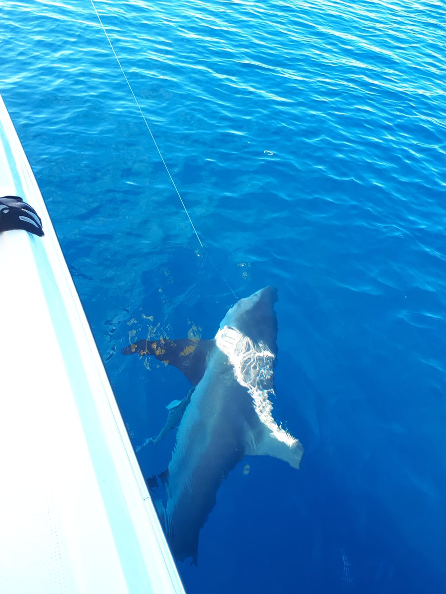wildbluexp's tweet photo. Shark tagging in Bazaruto

Research &amp; Internship programs
https://t.co/0n6AAWPxN1

#bcssmz #africa #mozambique #bazaruto #benguerra #grundens #wearefishing #grundenseurope #grauvell #kona #shimano #shark #bullshark #tiburon #circlehook #tuna #tagging #release #offshore #Training https://t.co/6C47tWrRdx