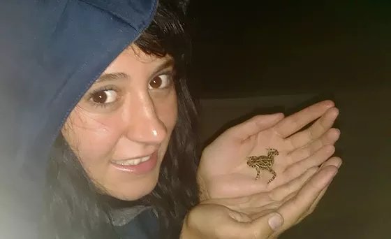 NatashaKrugerSA's tweet photo. It's #westernleopardtoad migration time in #westerncape. Watch out for the much larger adults on the roads moving to their breeding grounds. @CityofCapeTown_ @CapeNature1 https://t.co/ANdMbKBrwy