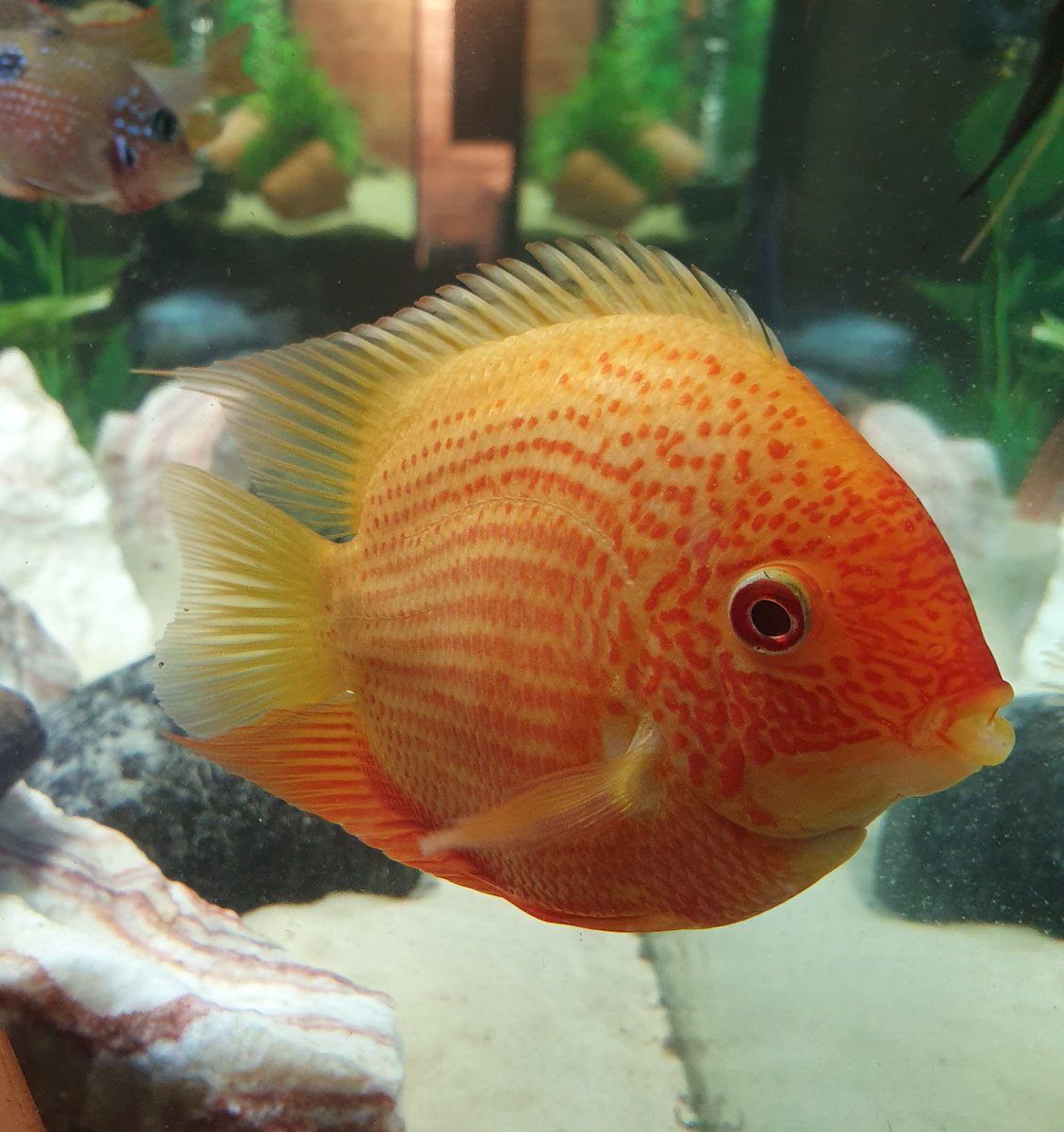 KerryAngela46's tweet photo. The first #cichlid #severum #heros #redspotted #efasciatus #appendiculatus #aquarium #fish #tank #fishtank #redspottedgold https://t.co/X34D3XLla4