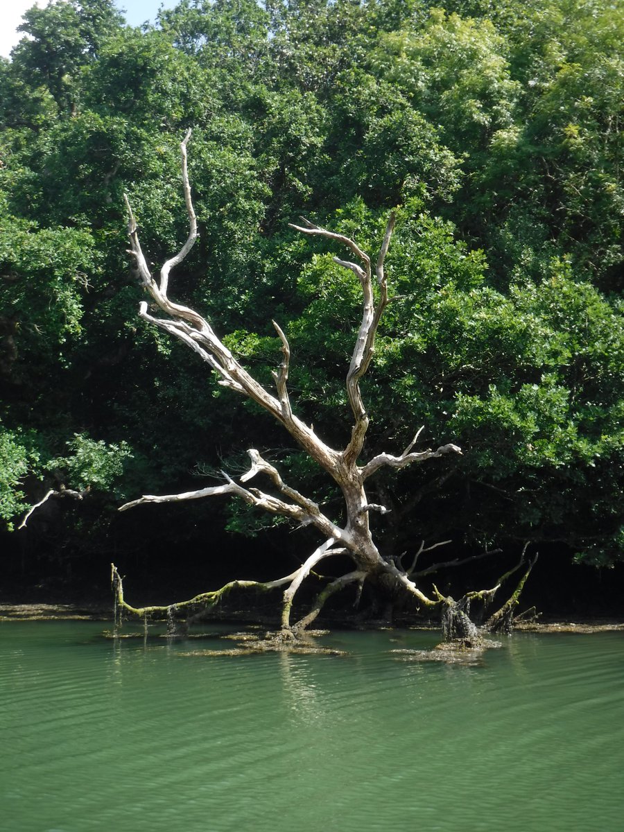 SUPinaBagUK's tweet photo. Stood on the bank of Frenchman's Creek like a piece of art. A magical scene before Mother Nature reminded us of her power. #SUPlikealocal #TheHelford #SUP #Paddleboarding https://t.co/w4o3Obtyqc