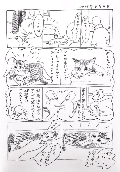 2019/8/9のぎんちゃん  #今日のぎんちゃん 