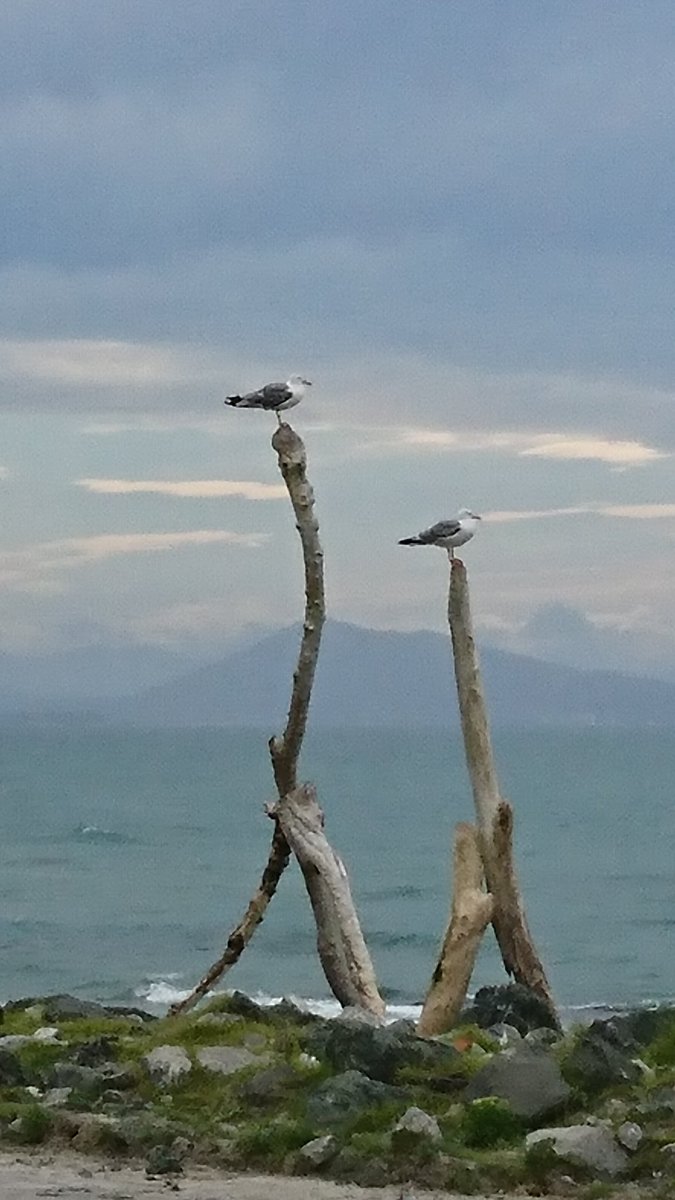 Calticom64's tweet image. Les vigies du bout du monde ! #CôtedesBasques #Biarritz