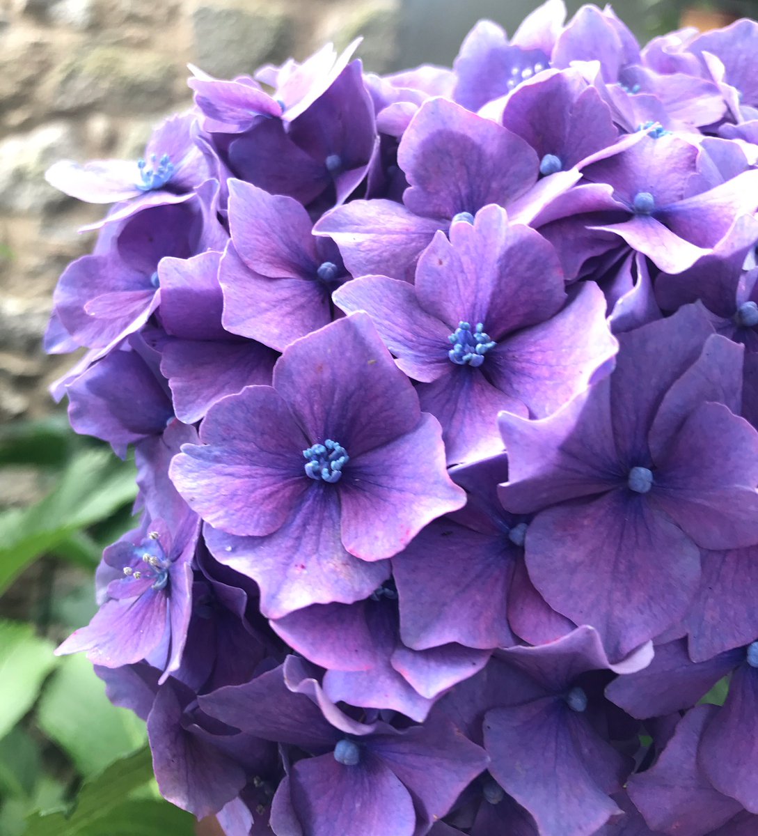 In all things of nature there is something of the marvelous.“ - Aristotle

#lakairos #color #beautifulhome #designinspiration #traveldiaries #homeandgarden #englishcountryside #gardens #cornwall #aristotle