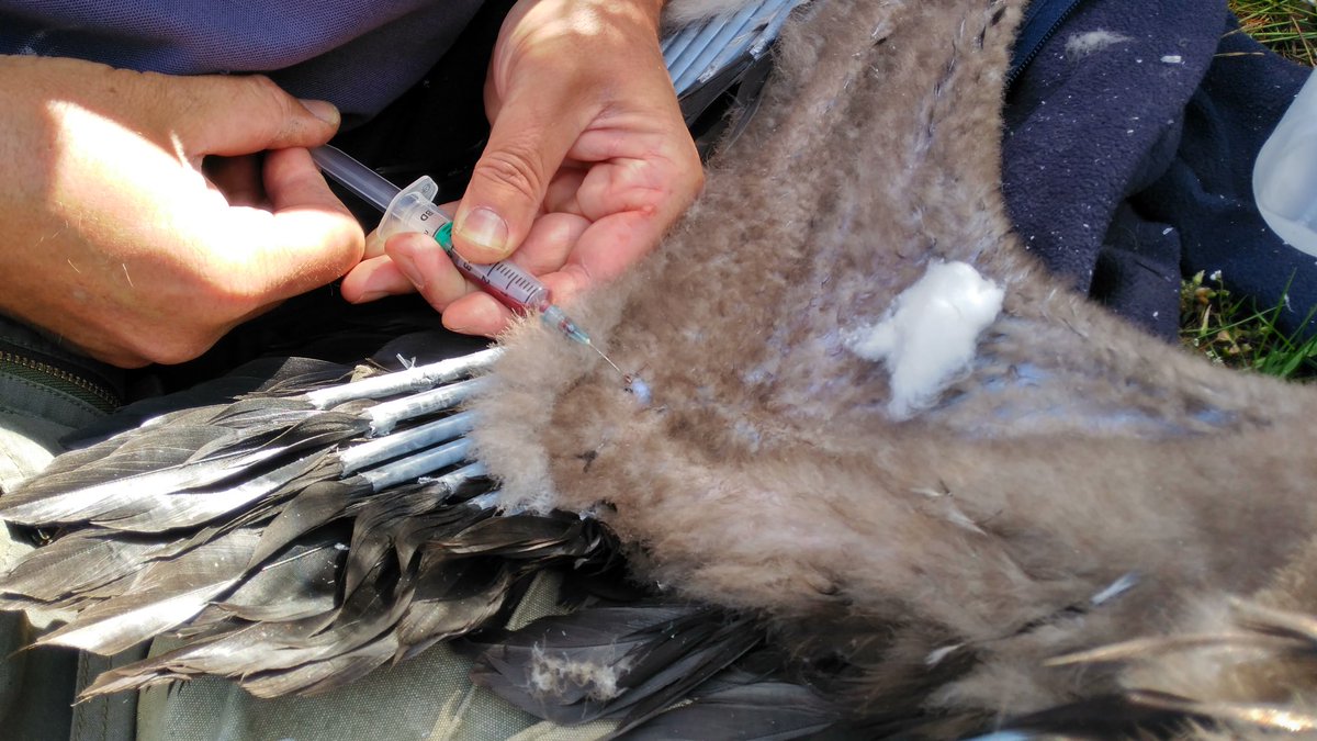 Quieres ver la importante labor de anillamiento de Buitre Negro que realizan #AgentesForestalesCM junto a <a href="/SEO_BirdLife/">SEO/BirdLife</a> ? Te lo cuentan en 👉🏻<a href="/aquilatierratve/">Aquí la Tierra</a> 🦅rtve.es/m/alacarta/vid…