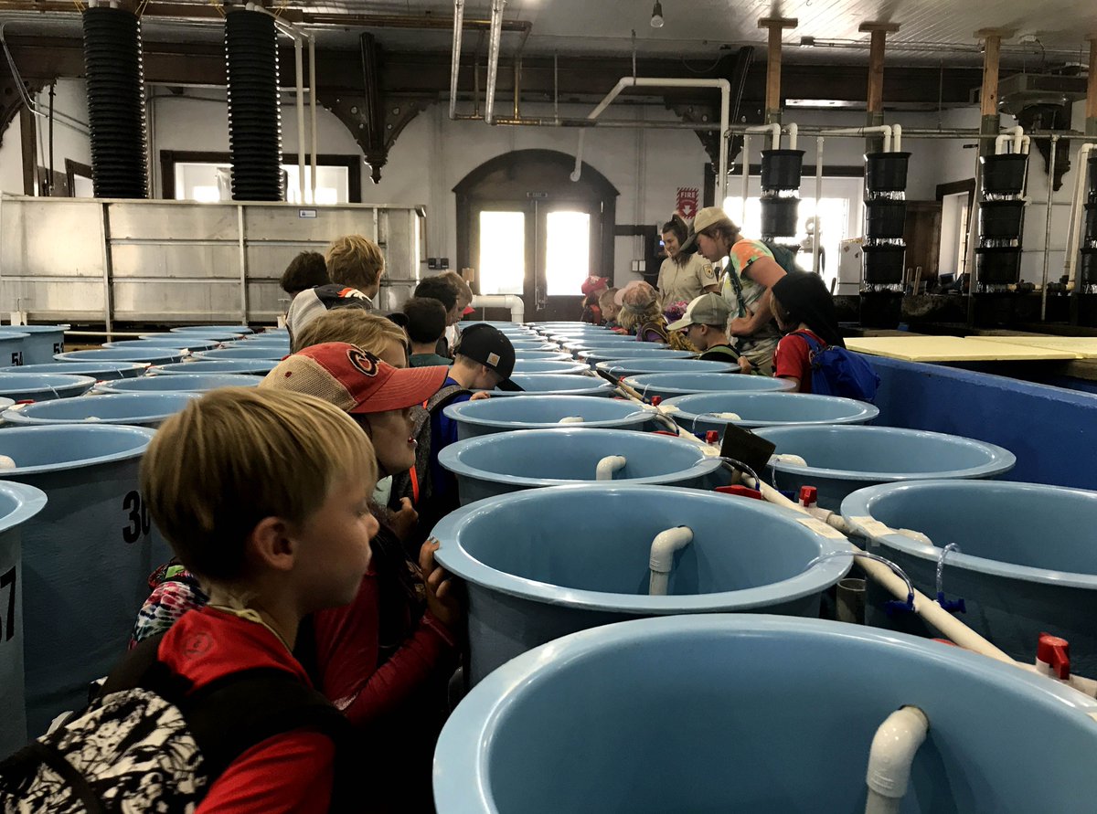 KScienceSchool's tweet image. Day campers studied water and forest ecology when they went to the Fish Hatchery in Leadville, CO. Campers got to learn all about the purpose of a fish hatchery in a high alpine environment. Special thanks to Climax Molybdenum for supporting STEM Week as this week’s camp sponsor!