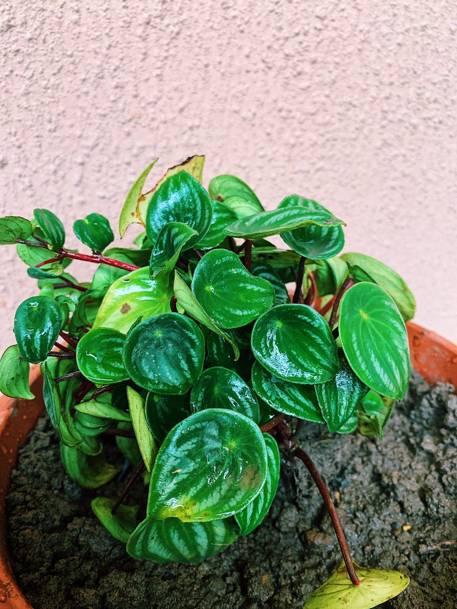  #FridayBuy Peperomia Argyreia aka watermelon peperomia. This was an accidental happy find.