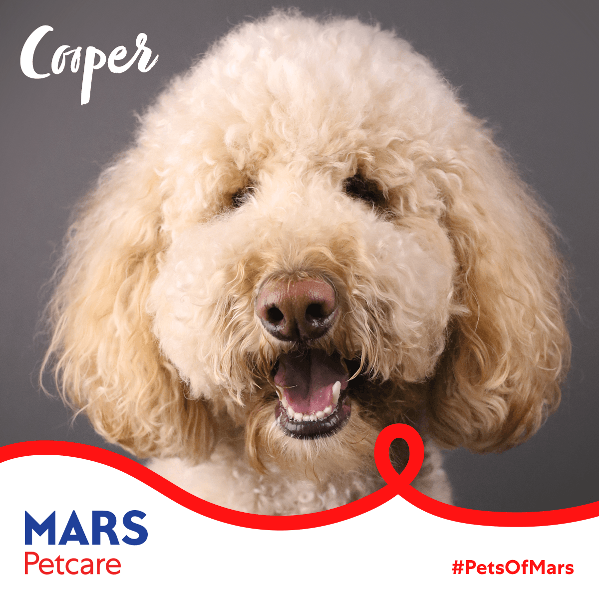 MarsPetcareUS's tweet photo. #PetsOfMars: I'm Cooper. I love work because I get to see all my friends. My perfect day would be to sleep in and then go on an adventure where I play with friends and meet new people. 🐶❤ #MarsLovesPets https://t.co/NnvMCwCm9G