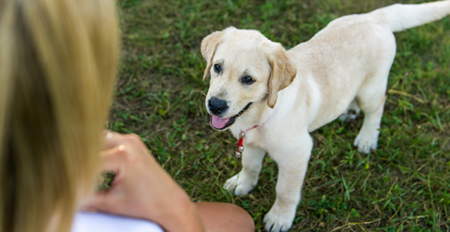 lupine_canine's tweet image. Owners and their new puppies are still getting the short end of the stick. 

Read the article 👉buff.ly/2MGIv86

#dogarticle #pets