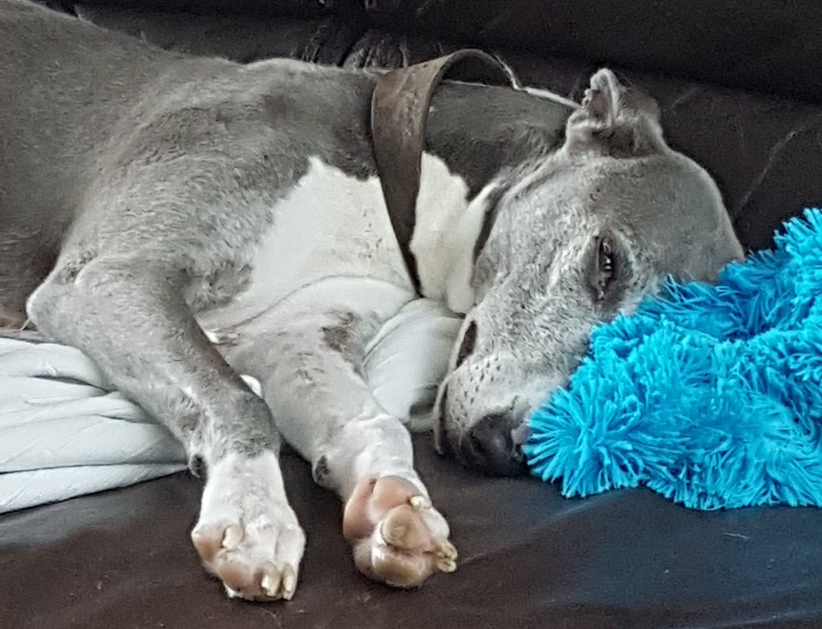 oxguin's tweet photo. Harry's having a sleep and doing that doggy paws twitching and little woofs like he's chasing rabbits. Bless! @IdaD0wn's #PetUpdate https://t.co/lVQbyVMlZ1