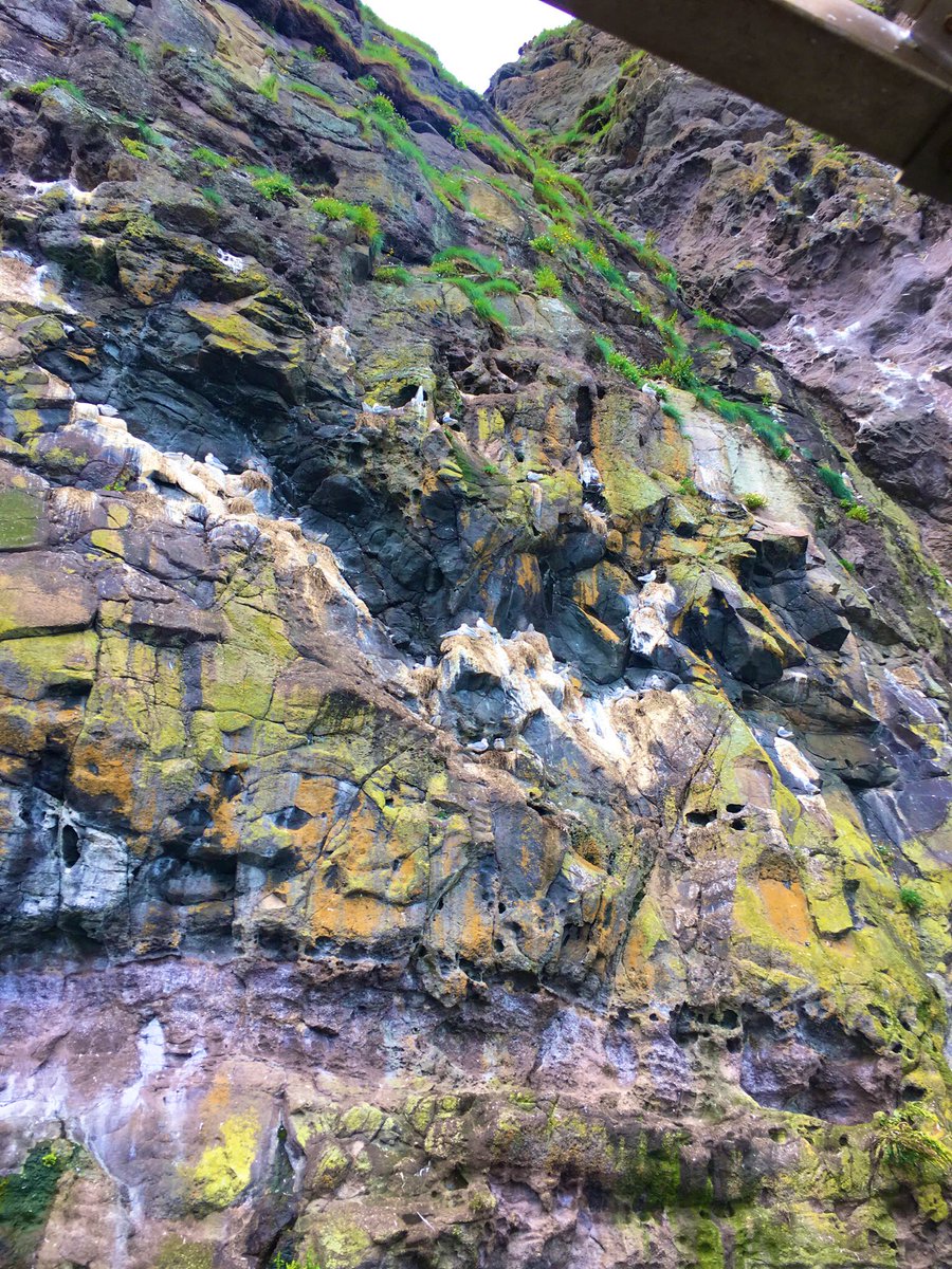 orla_howells's tweet photo. Great to finally see @TheGobbins (and hear all the wildlife) in person on Wednesday 🌊 🐣@AubreyAirwin https://t.co/c3Cxue3WuB