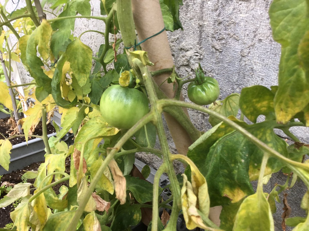 MarrazketaU's tweet photo. Pepinoak, tomateak eta piperrak #UnamunoOrtuan #UnamunoAgenda21 https://t.co/wTikfxhMQb