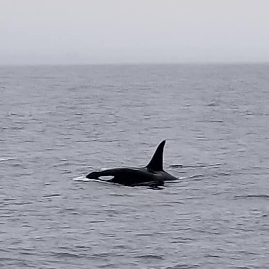 CityExperiences's tweet photo. Orca alert! We spotted a trio of orcas/killer whales during our #Whale & #Dolphin Watching Cruise last Saturday! See the details at https://t.co/tldsSMxgRI (๐ท by @SDNHM Whaler Judy Peacock) #whalewatching #sandiegowhalewatching #HornblowerSD #LicensetoKrill #visitsandiego https://t.co/ZhIZsUVDMR