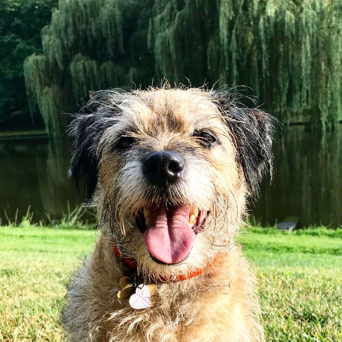Europete2's tweet photo. Who needs to go to bed to get bed hair? #fridayfuzz #nonstoprain #BTposse #borderterrier #traveldog #Europe https://t.co/vov5UZDq6x