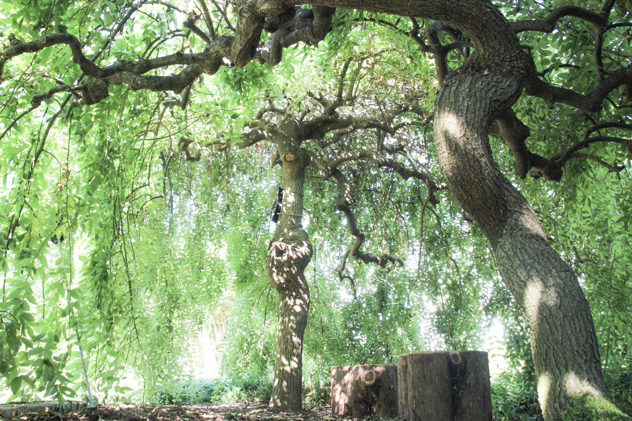 もぐもぐ 滋賀県草津市みずの森 シダレエンジュのおうち とてもとても私好みのおうちでした みずの森 シダレエンジュ T Co Uwiqgjyssc Twitter